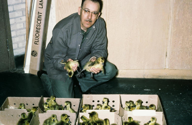 Photo credit: Fred Lahrman "Photo taken in May 1967 of Fred Bard shipping goslings"